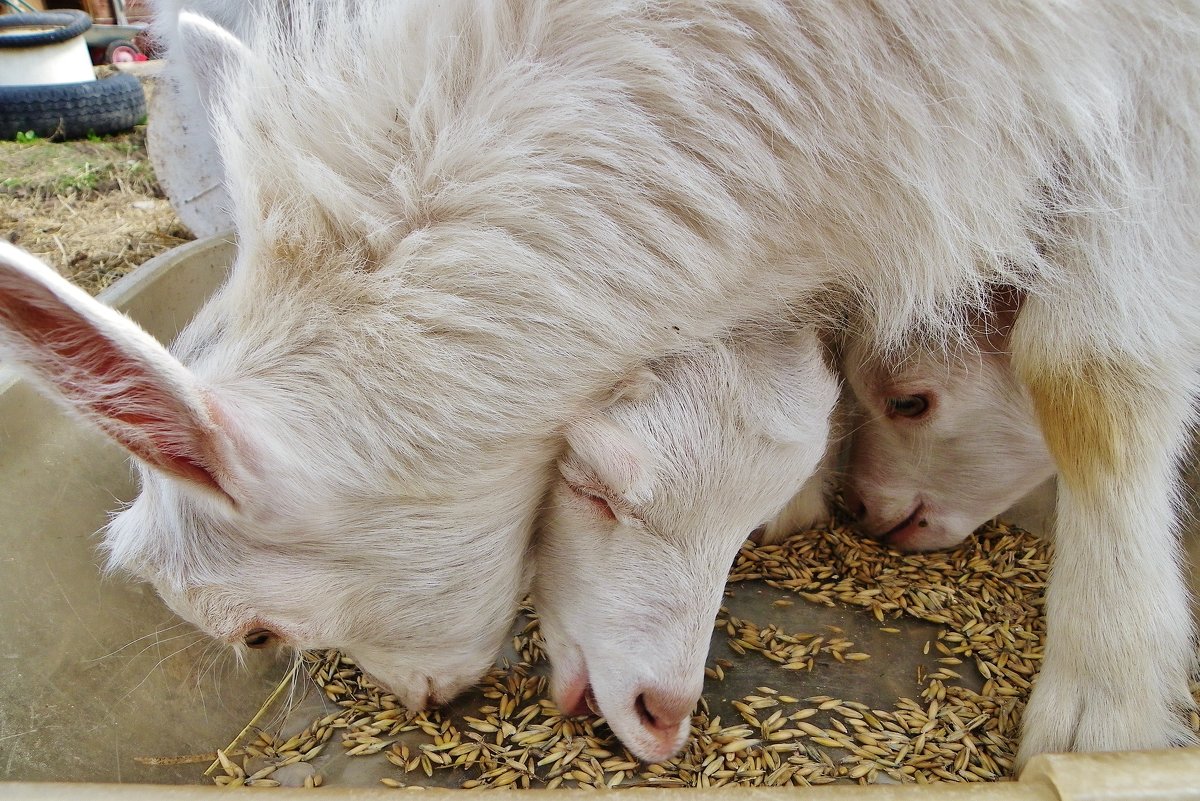 Очень вкусно. - Святец Вячеслав Очень вкусно. - Святец Вячеслав