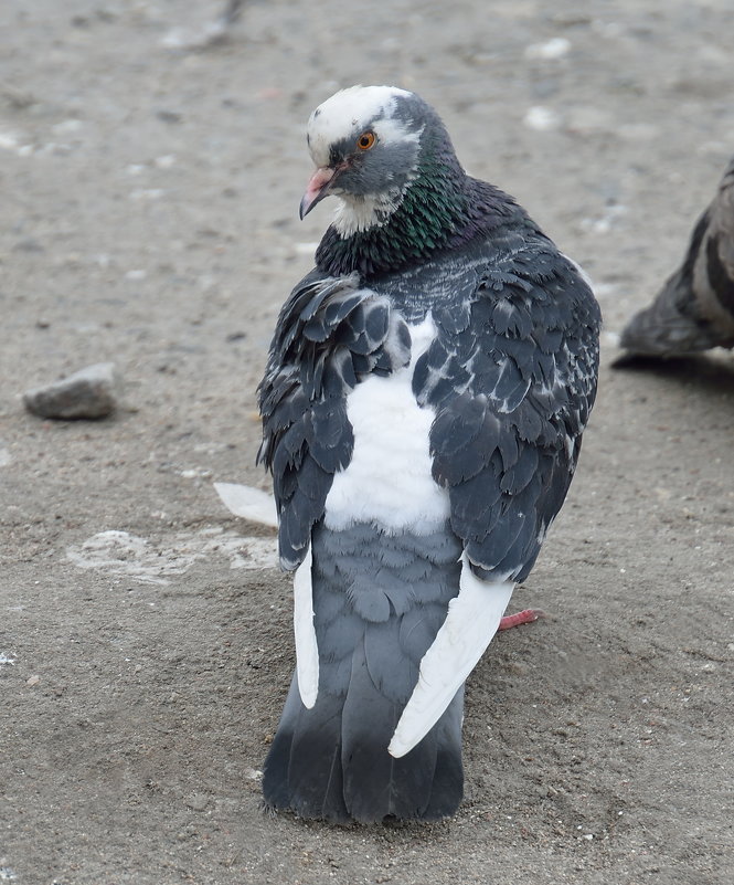 А если так повернусь, красиво будет? - kolin marsh А если так повернусь, красиво будет? - kolin marsh