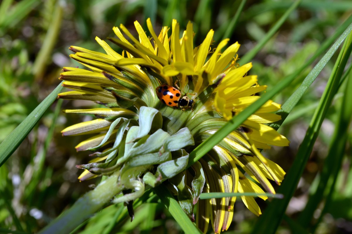 Божья Ко... - Ольга Скляренко