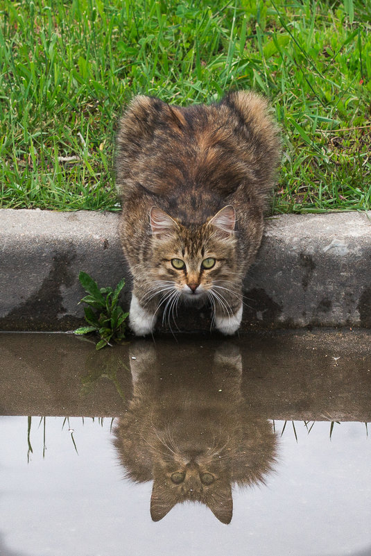 отражение - Татьяна Котенкова