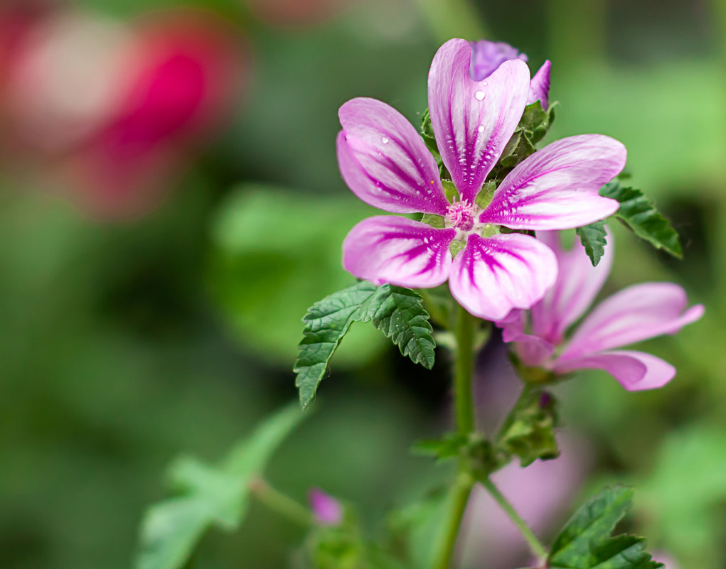 Скромность летних цветов - Елена Васильева Скромность летних цветов - Елена Васильева