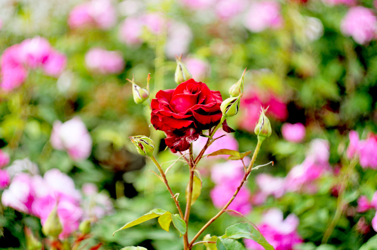 Роза - Екатерина Яновская Роза - Екатерина Яновская