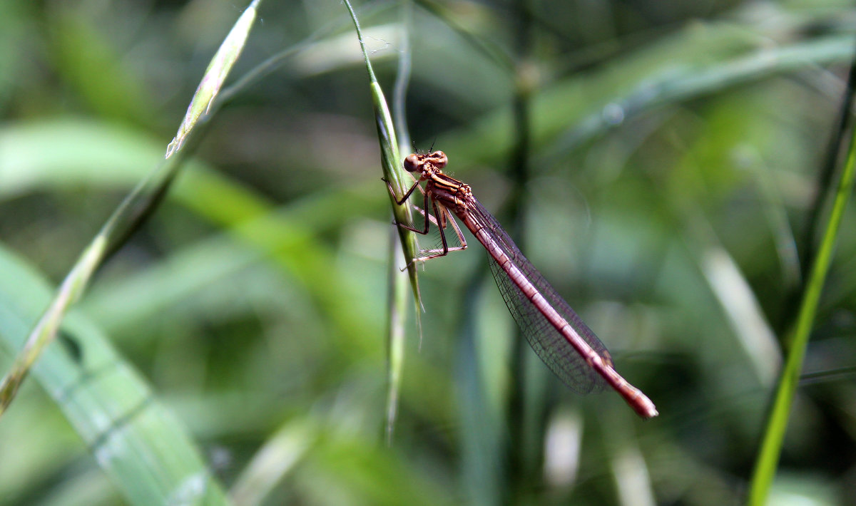 Стрекоза - Алексей Каравайцев Стрекоза - Алексей Каравайцев