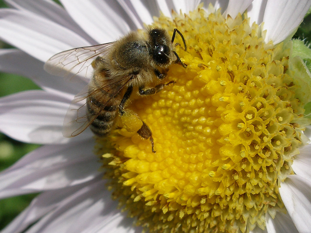 труженица жу-жу - YURIY CH