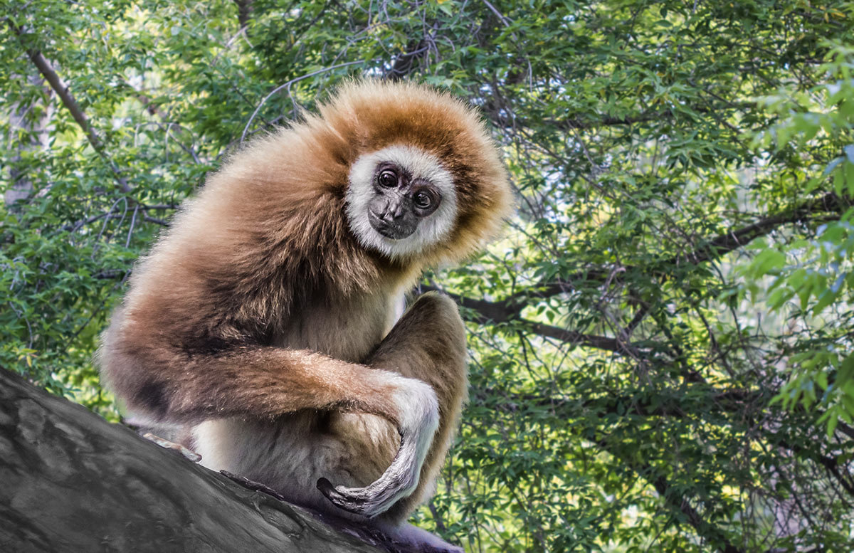 Гиббон - Nn semonov_nn