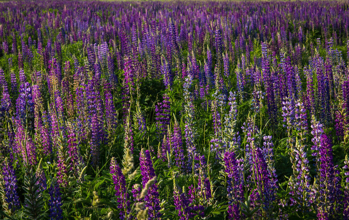 Люпиновое поле.. - Андрей Нибылица Люпиновое поле.. - Андрей Нибылица