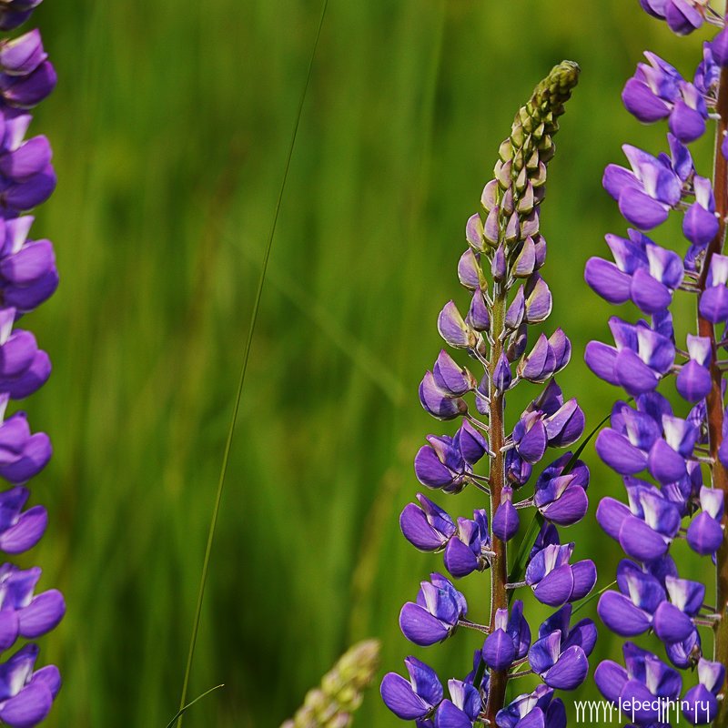 Травинка - Дмитрий Swan