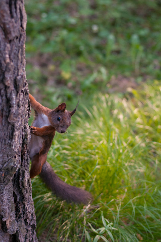 ФотоБелочка - Мария Сидорова