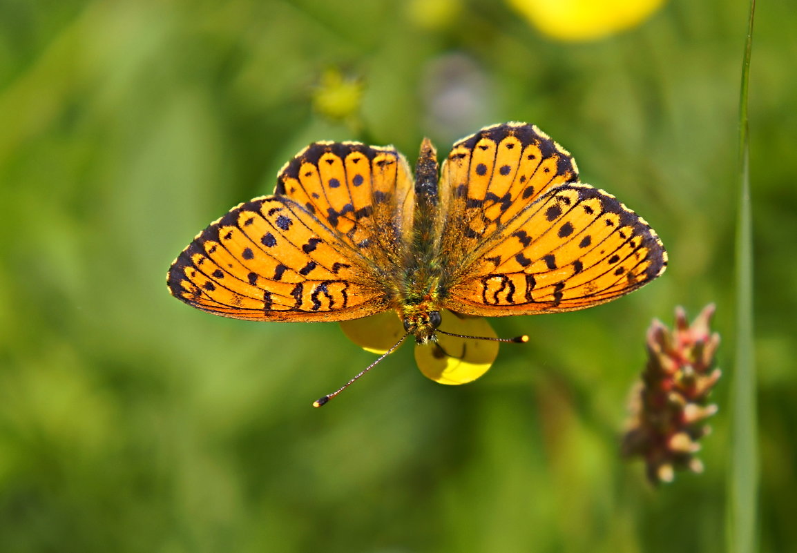 *** - Любовь Чунарёва