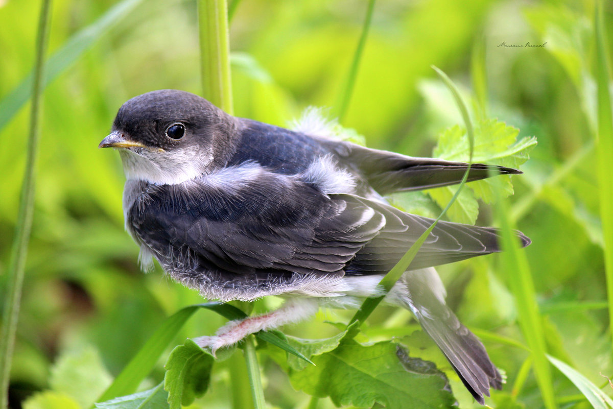 *** - Михаил Власов