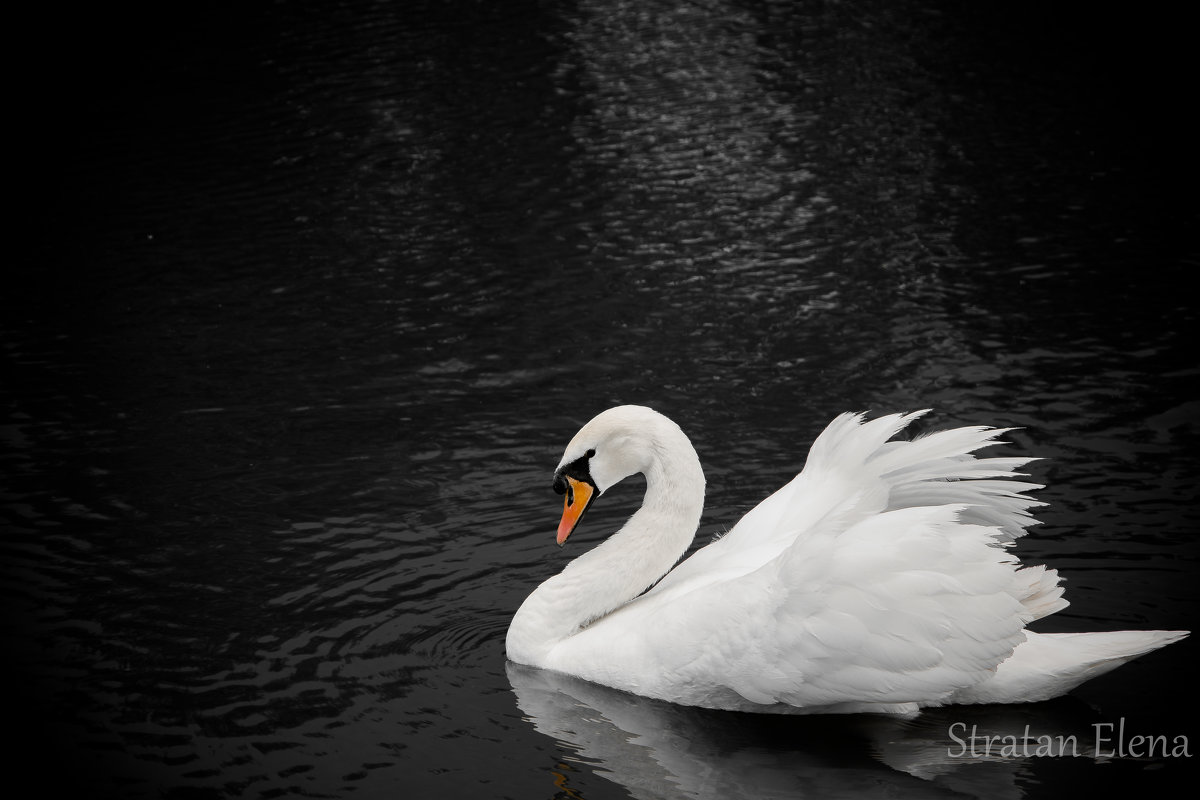 Swan - Lena Stratan