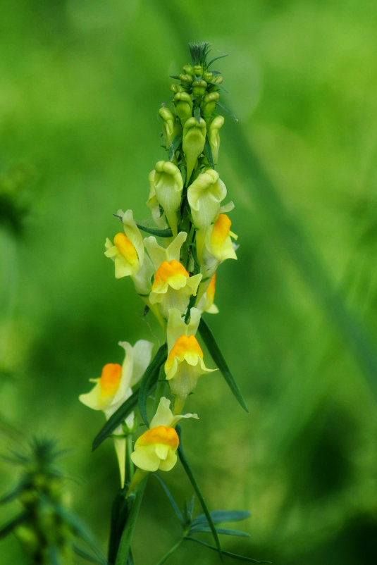 Львиный зев - Аня Тёмная