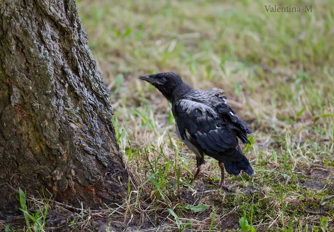 Вороненок - Valentina - M