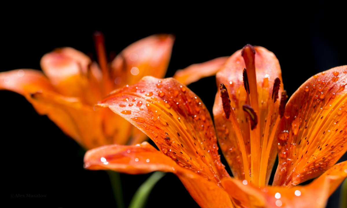 #3 - Алексей Масалов