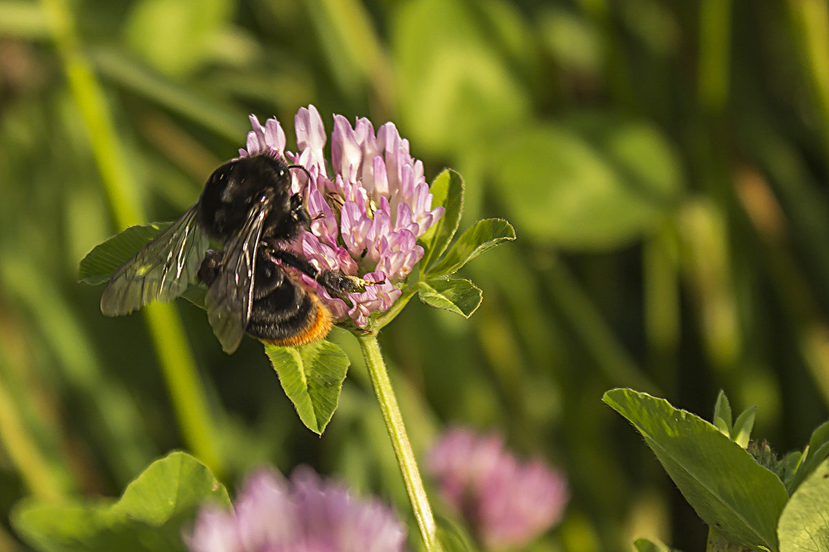 На кашке - Александр 