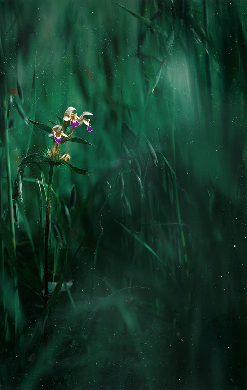 )) - дмитрий посохин )) - дмитрий посохин