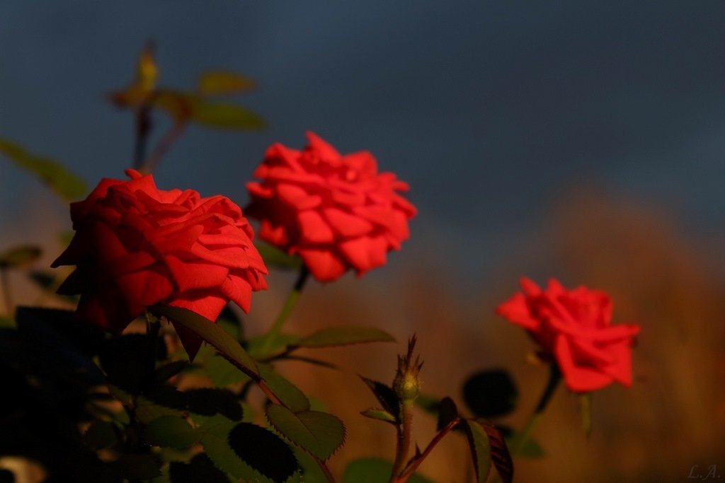 Королева моего подоконника. - Любовь Анищенко