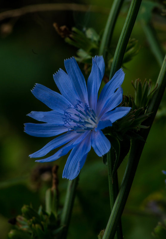 ЦВЕТЫ - Андрей Воробьев
