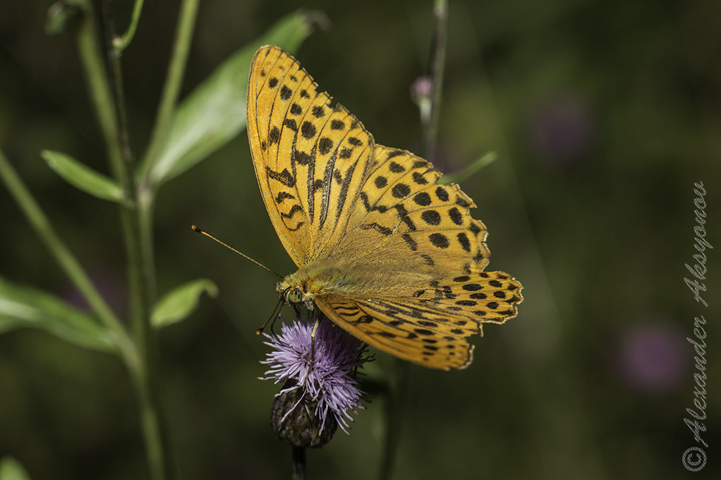 Перламутровка большая лесная (самец). Argynnis paphia - Александр Аксёнов