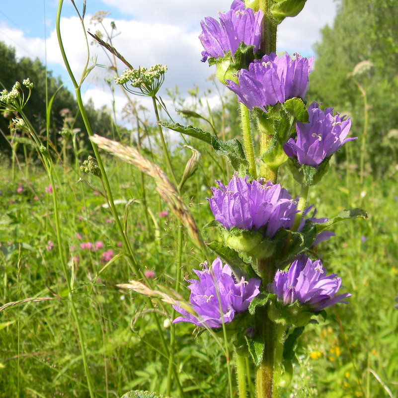 ... - Надежда Ерыкалина