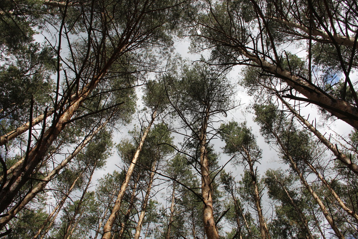 Кроны сосен. - Борис Митрохин Кроны сосен. - Борис Митрохин