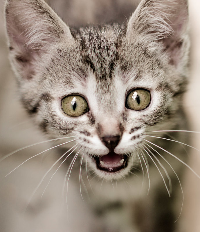 Эй, не стойте слишком близко, я тигренок, а не киска:))) - Ангелина Хасанова Эй, не стойте слишком близко, я тигренок, а не киска:))) - Ангелина Хасанова