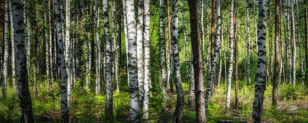 *** - Дмитрий Янтарев