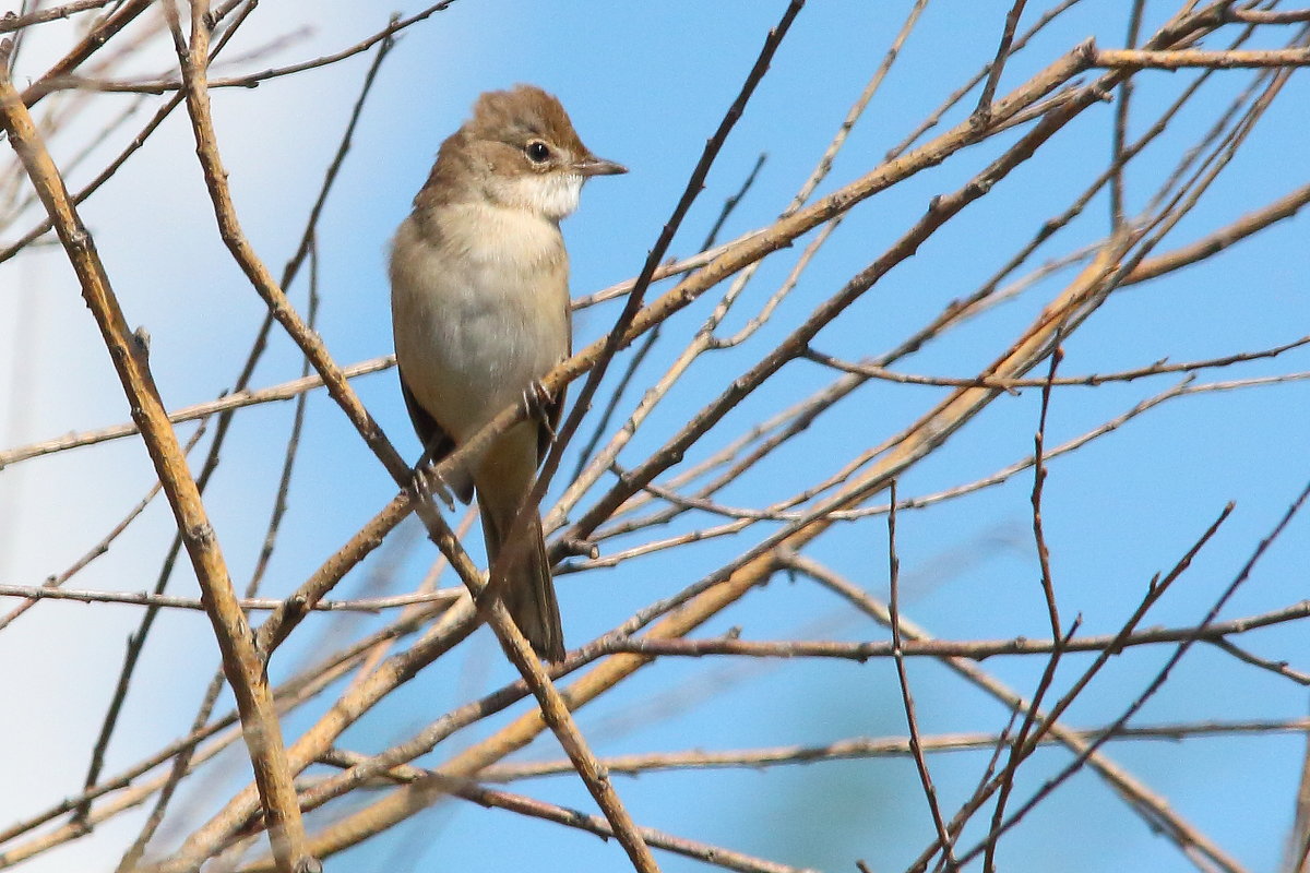 славка мельничек - Павел 
