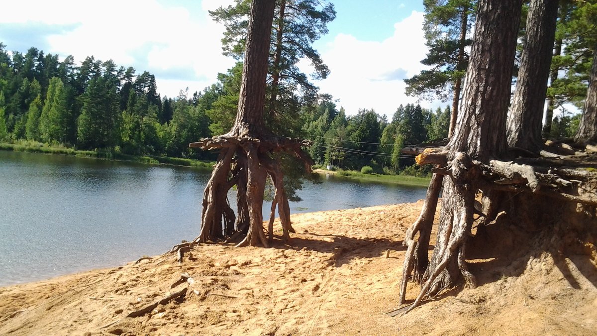 Как ходят деревья...:) - Жанна Викторовна