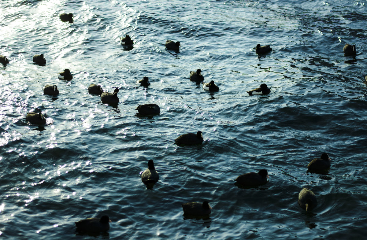 Почуяли корм - Vladislava Gorbovskaya