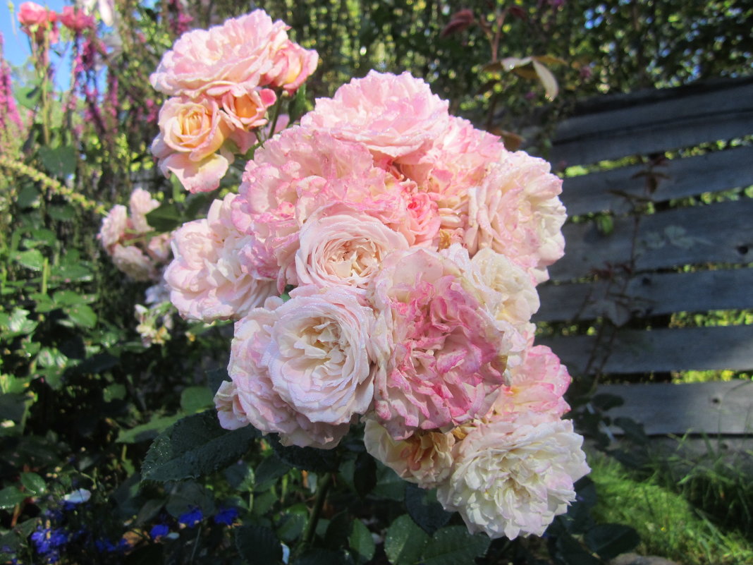 Country Girl - lenrouz 