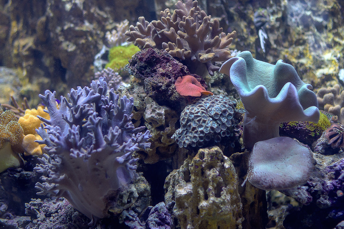 *** - Евгений Барзенков