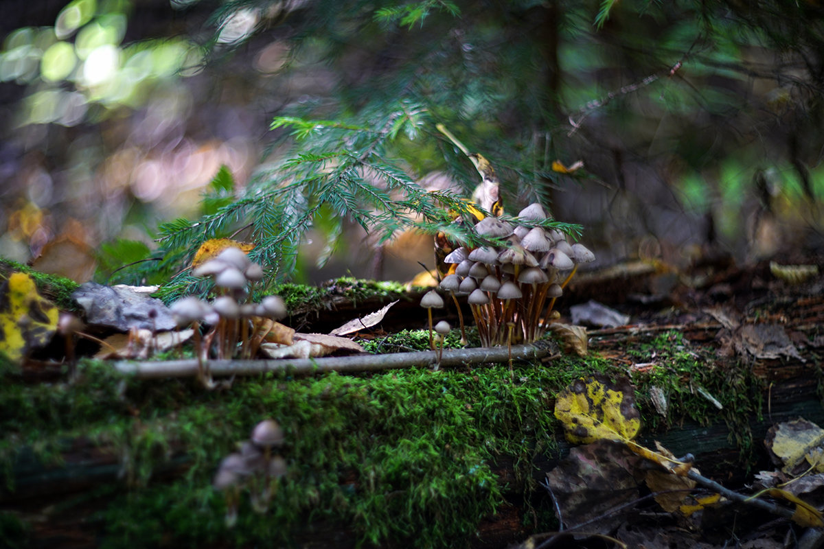 deep forest - Zinovi Seniak