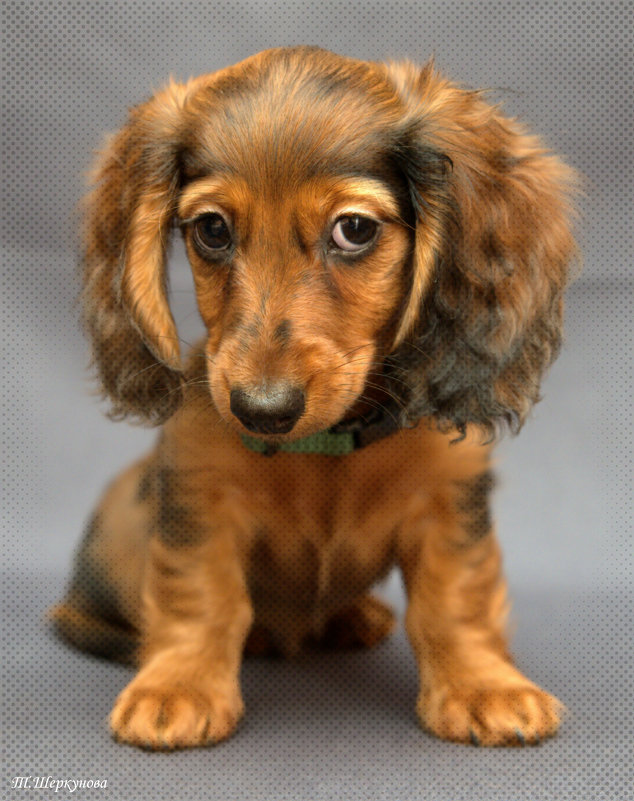 "Зачем разбудили?" - Татьяна Шеркунова