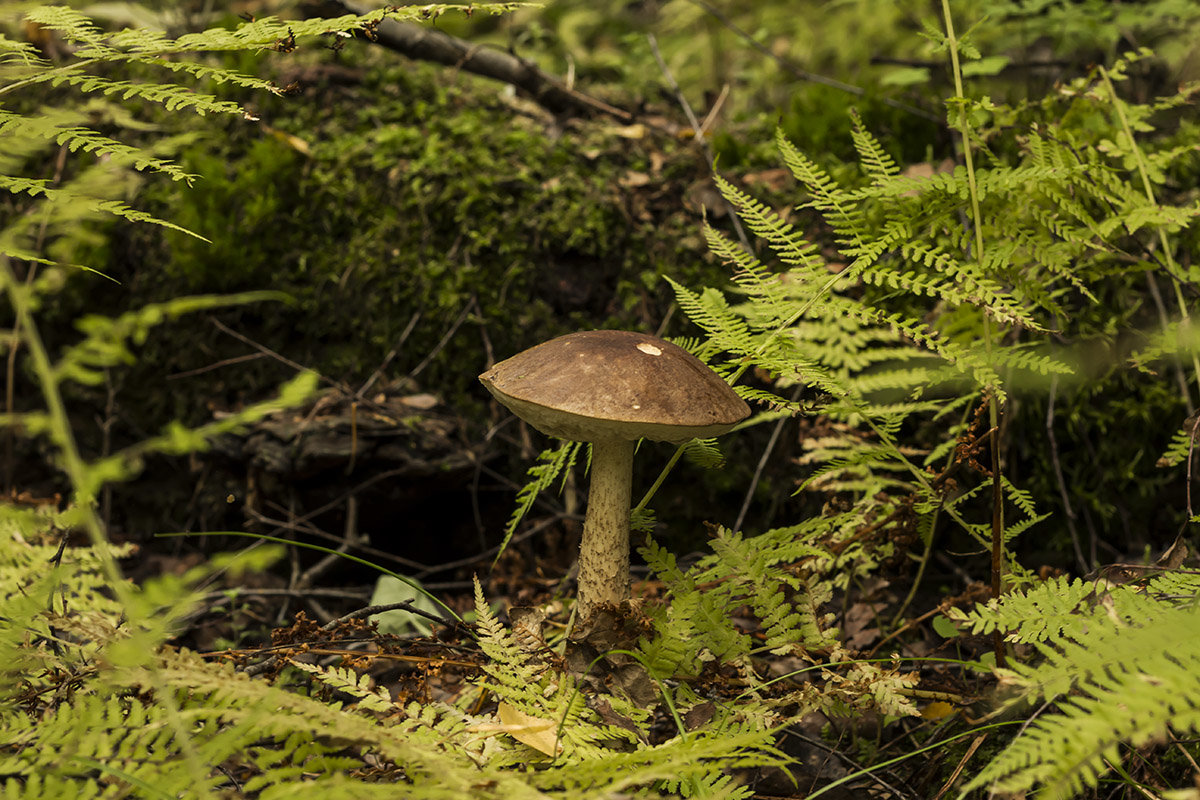 *** - Александр 