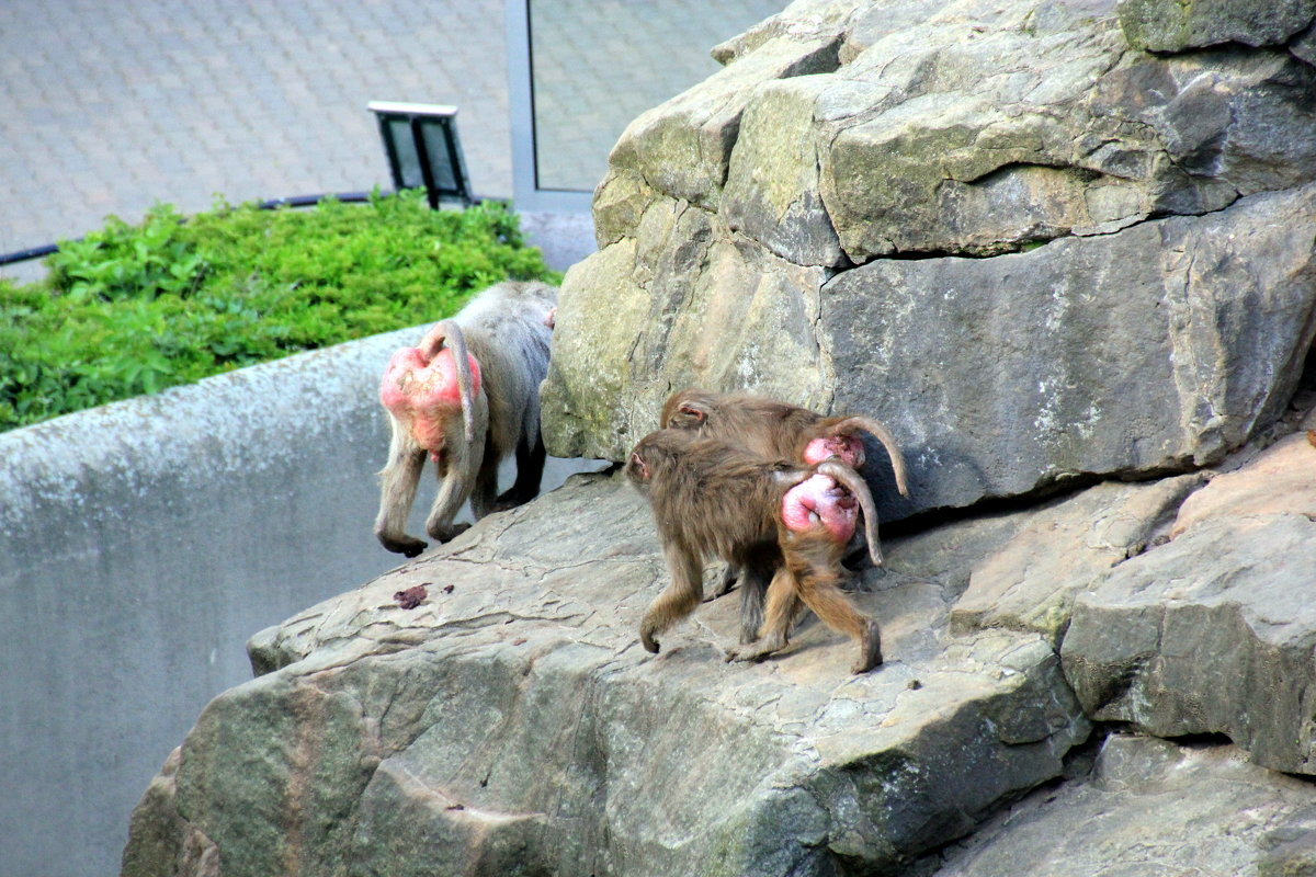 Красота-это страшная сила!:-)) 2 - Olga 