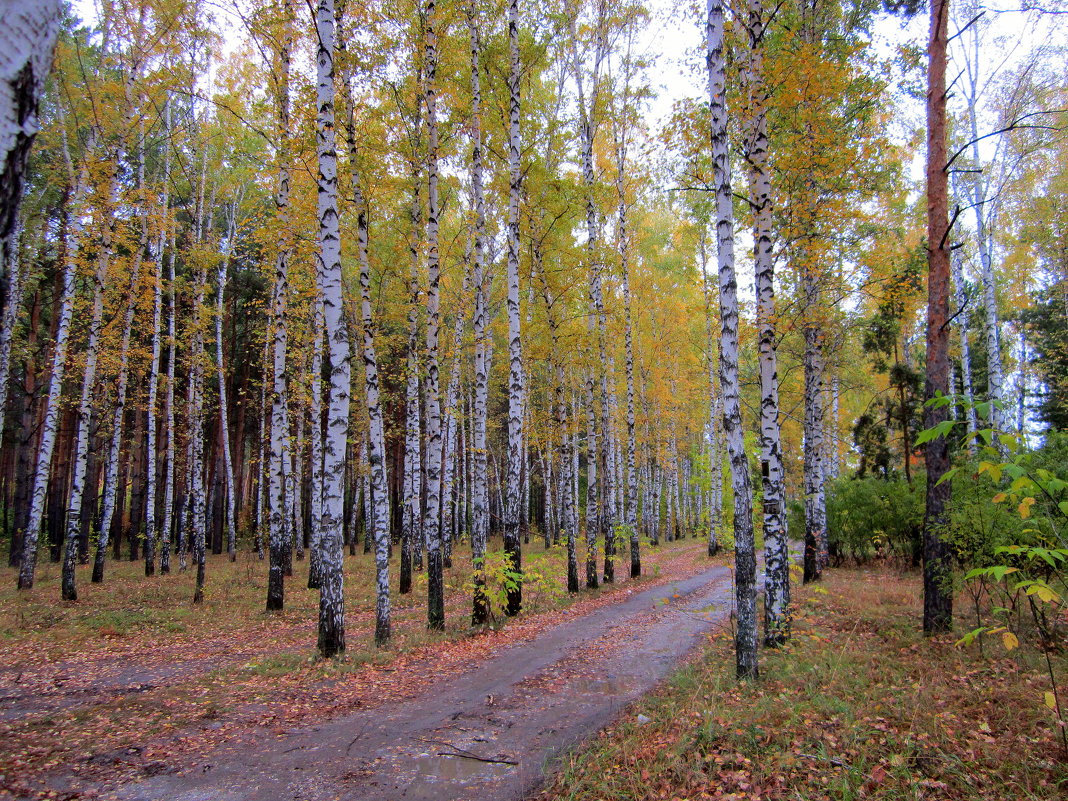 Берёзки сбрасывают золотые наряды. - Мила Бовкун