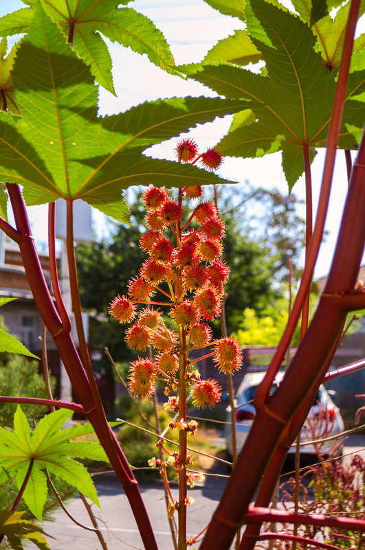 Клещевина - Константин Бобинский