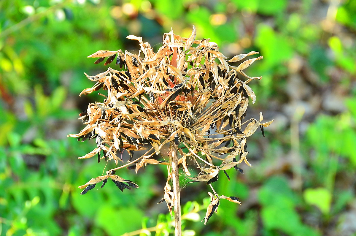 Засохшая красота - Николай Танаев Засохшая красота - Николай Танаев