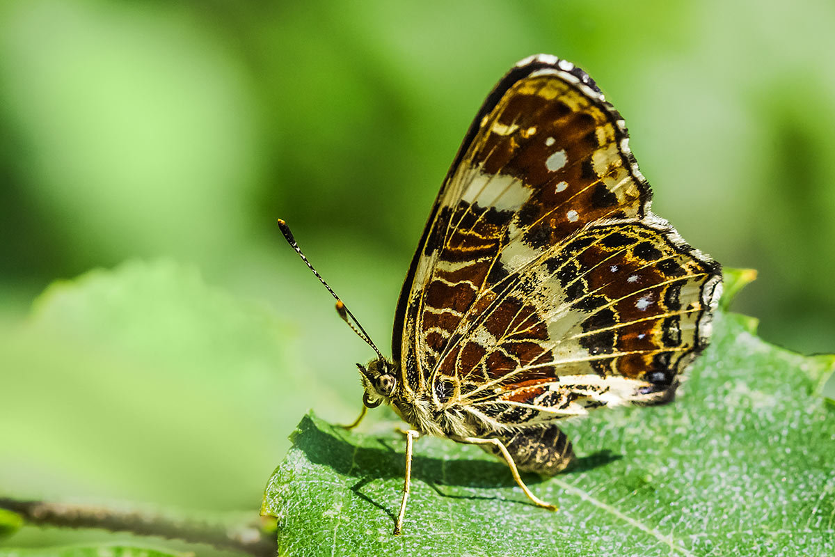 Макро - Nn semonov_nn