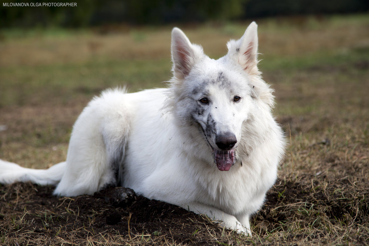 Одри) - Ольга Милованова
