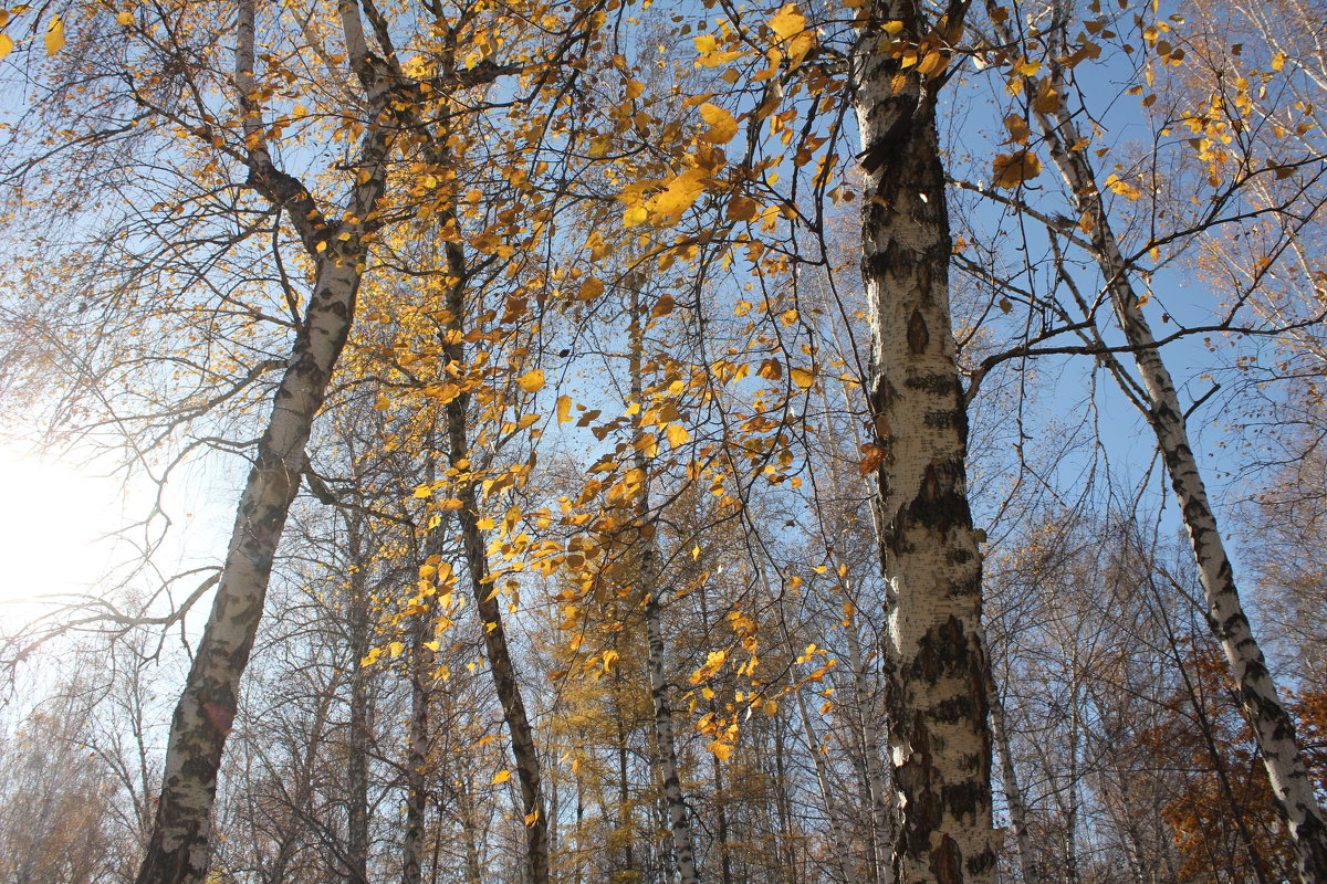 Листопад в парке - Наталья Золотых-Сибирская