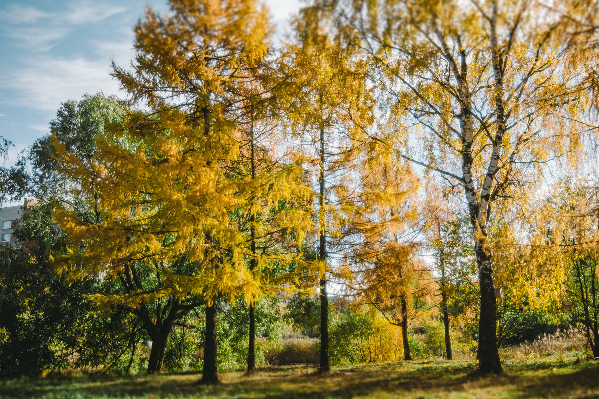 Александрино - Юля Шрамм