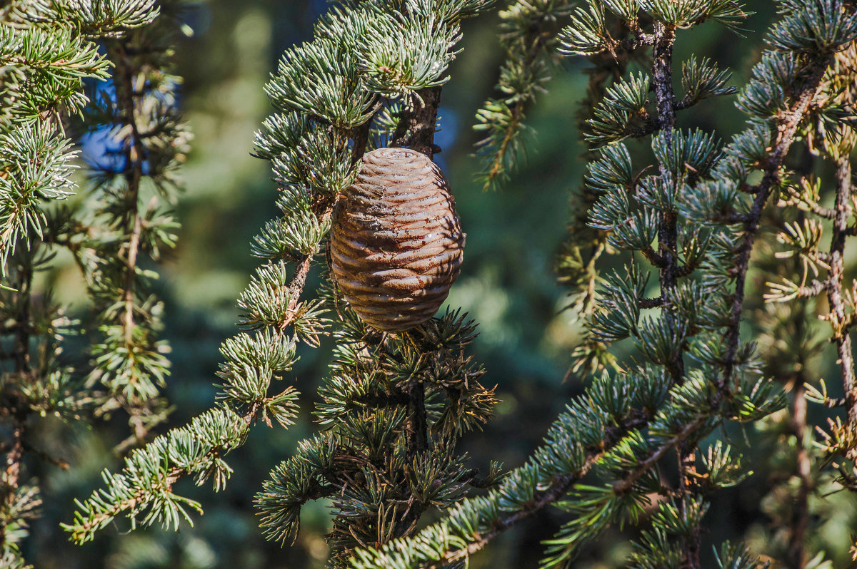 Испанская шишка - Ольга Маркова