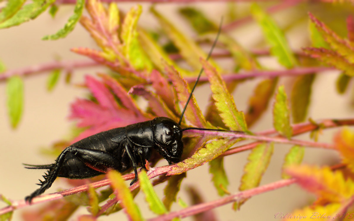 сверчек - Viktoriya Bilan