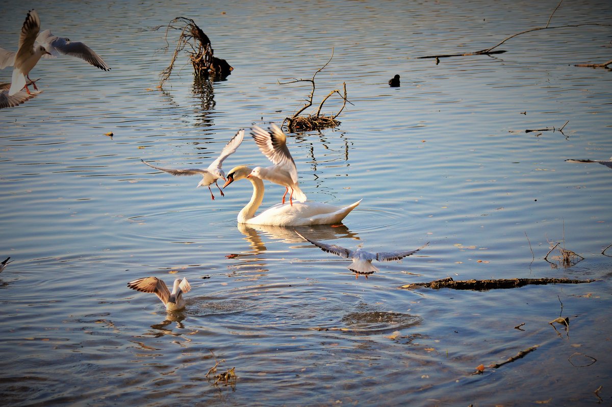 *** - Schbrukunow Gennadi