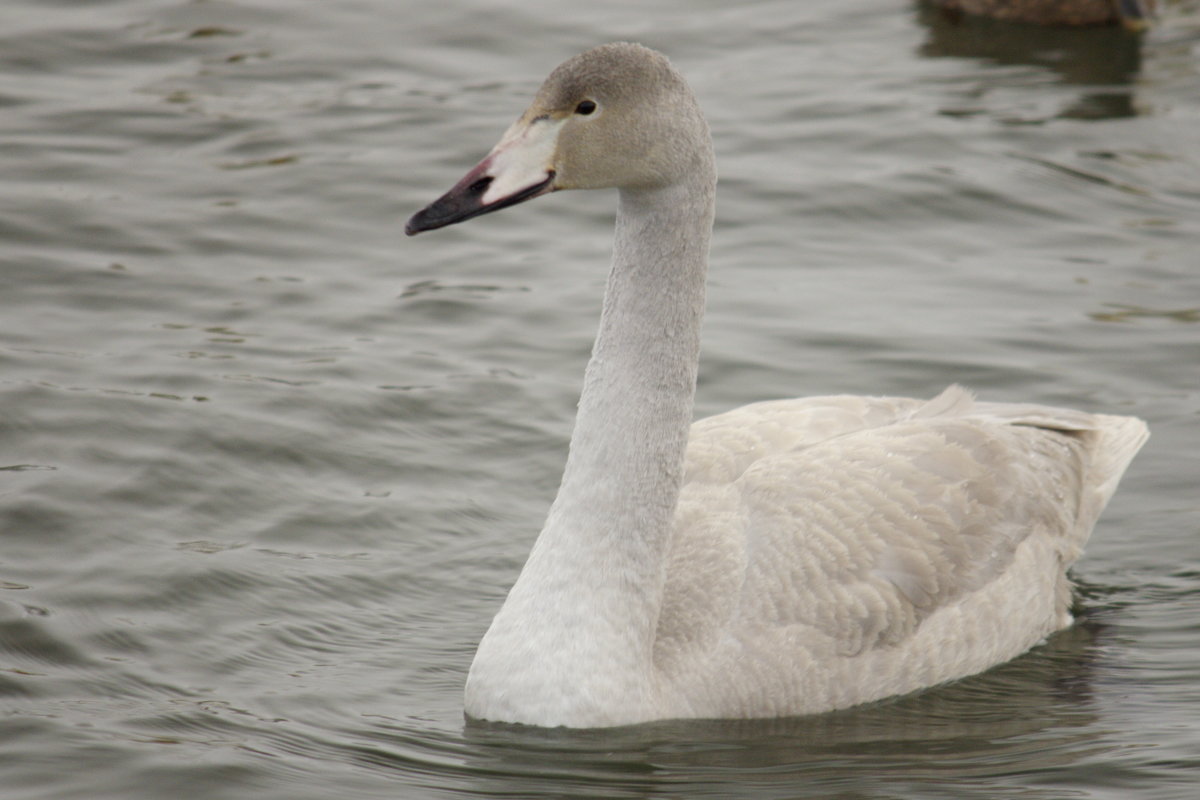 Лебедь зимой на Алтае - Ирина Богатырёва