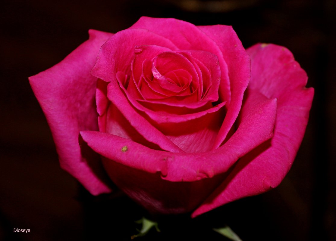 Роза - Татьяна Пальчикова Роза - Татьяна Пальчикова