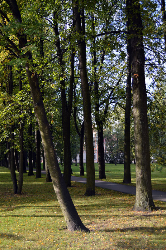 Деревья в парке - Галина Galyazlatotsvet Деревья в парке - Галина Galyazlatotsvet