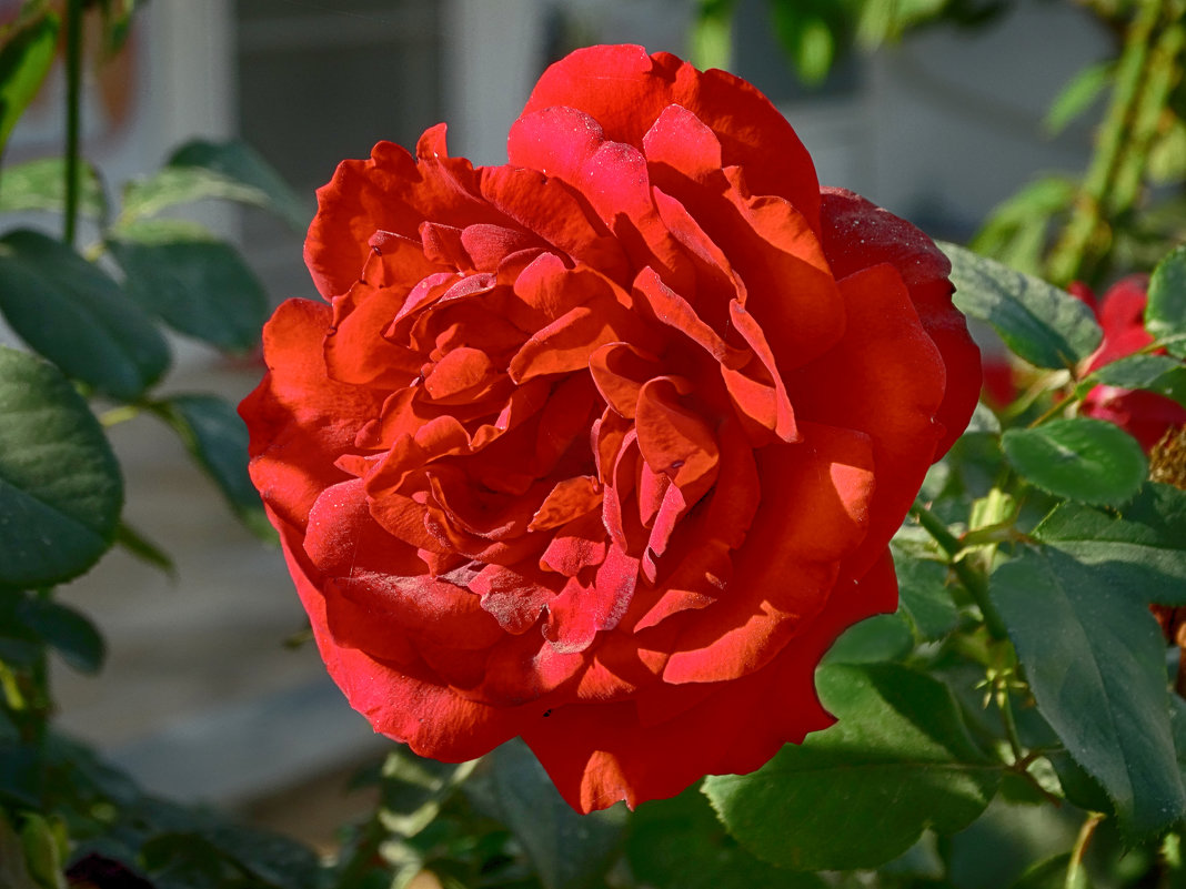 *** - Натали Акшинцева *** - Натали Акшинцева